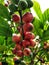 Coffee berries. The red ones are ripe. Bountiful. Beautiful sight on the exotic tree.