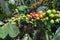 Coffee berries ripe on the plant with coffee farm, mocha and catimor part 4