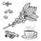 Coffee branch. Plant with leaves, berries. Natural caffeine drink. Cinnamon sticks, anise.