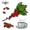 Coffee branch. Plant with leaves, berries. Natural caffeine drink. Cinnamon sticks, anise.