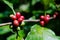 Coffee branch with red and green berries