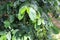 Coffee branches with green berries.