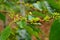 coffee buds on a branch