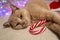 Coffee cat holds a festive delicious caramel on the background of a multi-colored garland, close-up