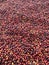 Coffee cherries being dried in a garden on a plastic sheet in the sun. this process is called the natural process. garden coffee