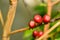 Coffee cherries on branch