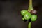 Coffee coffea beans and plant growing, Uganda, Africa