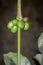 Coffee coffea beans and plant growing, Uganda, Africa