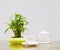 Coffee cup and teapot white. Bamboo tree in pot On the glass table wooden and a cement wall background