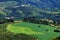 Coffee and eucalyptus plantation, regional agriculture. Farming near the city