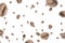 Coffee falling bean background. Black espresso coffee bean flying on white. Aromatic grain fall isolated. Represent