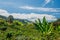 Coffee farm in Manizales, Colombia