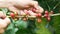 Coffee farmer hand harvest selecting picking fresh red ripen arabica coffee cherries from coffee trees