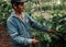 coffee farmer inspecting a robusta plant at his plantation