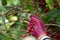 Coffee farmer picking ripe robusta coffee berries for harvesting