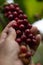 Coffee farmer picking ripe robusta coffee berries for harvesting