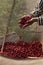 Coffee farmer picking ripe robusta coffee berries for harvesting