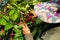 Coffee farmer picking ripe robusta coffee berries for harvesting