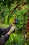 Coffee farmer picking ripe robusta coffee berries for harvesting