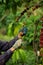 Coffee farmer picking ripe robusta coffee berries for harvesting