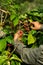 Coffee farmer picking ripe robusta coffee berries for harvesting