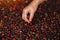 Coffee farmer selecting picking fresh red ripen arabica coffee at plantation