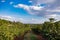 Coffee Farming In Kenya Ripe Beans Red Green Farm Plantation Plant Trees Nature Landscape In Kiambu County Kenya East Africa