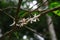 coffee flower blossom on coffee tree branch