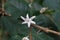 coffee flower blossom on coffee tree branch