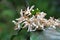 coffee flower blossom on coffee tree branch