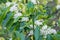 Coffee flower on coffee tree white blossom color flower close up