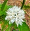 Coffee Flowers