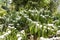 Coffee flowers in its plant forming a beautiful background