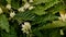 Coffee flowers that are still buds on the tree