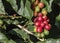 Coffee fruits close up