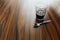 Coffee glass with teaspoon on the rustic table. Brazilian coffee. Copy space.