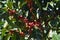 Coffee grains of varying degrees of ripeness on the branches of coffee bushes on a plantation in Costa Rica