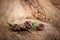 Coffee grains on wooden background