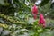 Coffee green beans on a branch at coffee tree plantation with floral leaves bacground