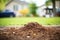 coffee grounds being used as a natural lawn fertilizer