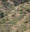 Coffee growing on a terraced hillside in Ethiopia