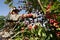 Coffee harvest in southern Bahia