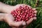 Coffee harvest in southern Bahia