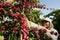 Coffee harvest in southern bahia