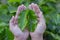 Coffee leaves with agriculturist hands