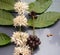 Coffee Leaves, White Flowers, Fruits and Seeds - Coffea Arabica Plant