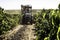 Coffee picker that fell to the ground during mechanized harvesting on a farm