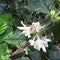 Coffee plant flowering