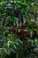Coffee plant full of ripe fruits in the middle of a coffee plantation in the mountains of San Jeronimo in Costa Rica
