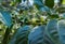 Coffee plant with green beans and flowers. Natural condition